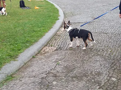 Behawiorysta | Szkoła - Trener Psów Paula Dzikowicz-Proć